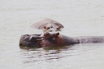 Hippos at the Lake Edward in Uganda