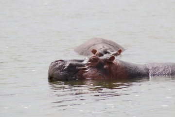 Fototapeta na wymiar Hippos at the Lake Edward in Uganda