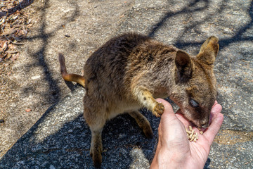 a cute looking wallaby trustfully eats food from one hand