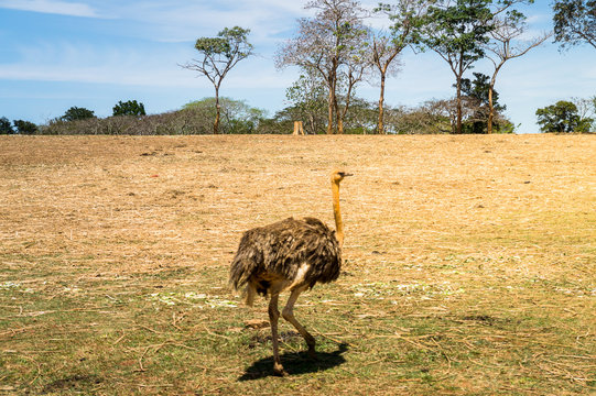 Ostrich running free through a meadow