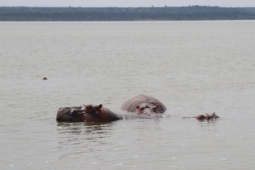 Hippos at the Lake Edward in Uganda