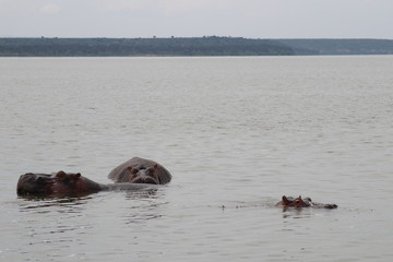 Fototapeta premium Hippos at the Lake Edward in Uganda