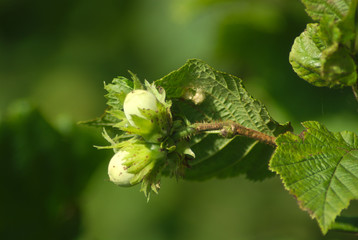 Früchte einer Hasel