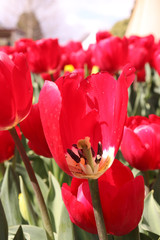 Fuscia Color tulip whitout a petal inside flower nature photography