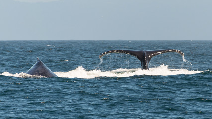 Fototapeta premium Buckelwal