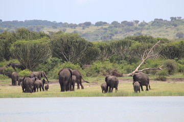 Obraz premium Elephants at the Lake Edward in Uganda