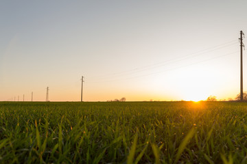 A line of electric poles with cables of electricity in a field with a forest in background in...