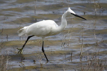 Fototapeta premium Seidenreiher