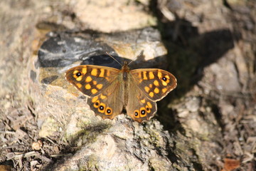 Schmetterling Mauerfuchs