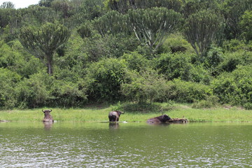 Obraz na płótnie Canvas Buffalos at the shore of the Lake Edward in Uganda