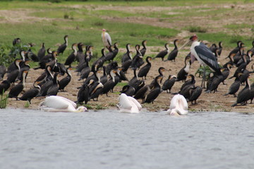 The shore of the Lake Edward in Uganda