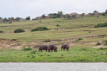 Fototapeta premium Hippos at the Lake Edward in Uganda