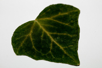 Green leaf in heart shape on white background macro fifty megapixels prints