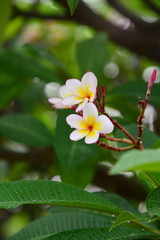 Beautiful flowers in the garden Blooming in the summer.