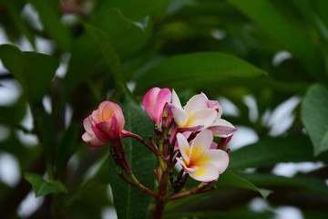 Colorful white flowers in the garden. Plumeria flower blooming.	