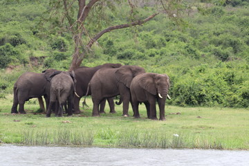 Obraz premium Elephants at the Lake Edward in Uganda