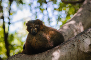 red madagascar lemur on branch