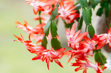 Schlumbergera, Christmas cactus or Thanksgiving cactus. Close-up. © Elena