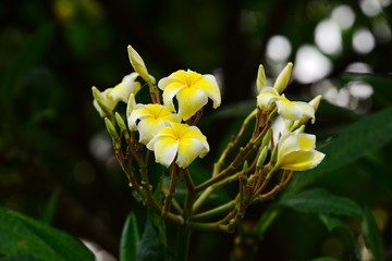 Plumeria flower blooming.Beautiful flowers in the garden Blooming in the summer.Landscaped Formal Garden.	