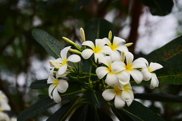 Fototapeta premium Plumeria flower blooming.Beautiful flowers in the garden Blooming in the summer.Landscaped Formal Garden. 