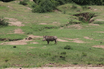 Fototapeta na wymiar Warthogs at the Lake Edward in Uganda