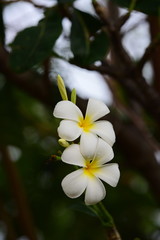 Plumeria flower blooming.Beautiful flowers in the garden Blooming in the summer.Landscaped Formal Garden.	