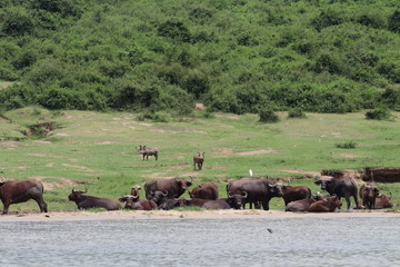 Buffallos at the Lake Edward in Uganda