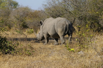 Naklejka premium Rhino strolling away