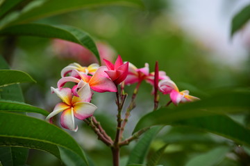 Colorful flowers in the garden.Plumeria flower blooming.Beautiful flowers in the garden Blooming in the summer.
