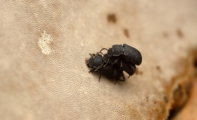 Mating behavior of Saproxylic beetles, Bolitophagus reticulatus on polypore