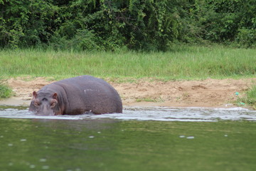 Hippos at the Lake Edward in Uganda