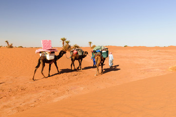 Camel caravan in the Sahara / Camel caravan with palm trees and sand dunes in the Sahara, Morocco,...