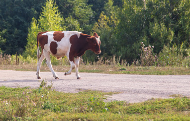 Portrait of a cow in the pasture
