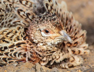 Portrait of a female pheasant.