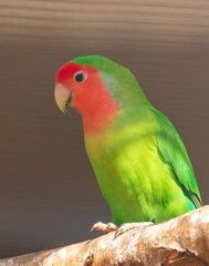 Portrait of a lovebird parrot in a cage