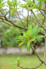 Colorful flowers in the garden.Plumeria flower blooming.Beautiful flowers in the garden Blooming in the summer