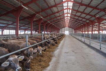 cows on farm