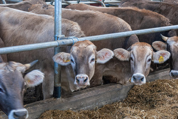 cows on farm