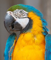 Portrait of a large parrot in a cage
