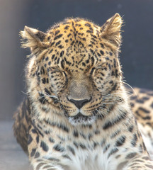 Fototapeta premium Portrait of a tiger in a zoo