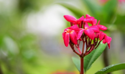 Colorful white flowers in the garden. Plumeria flower blooming.	