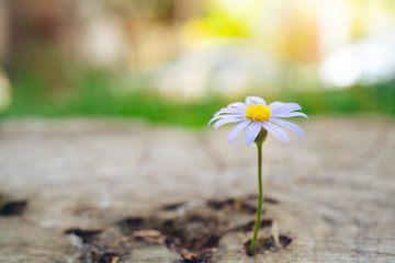 Beautiful flower on a stump. Old stump with a tree rings and flowers on it. Flowers on a wooden...