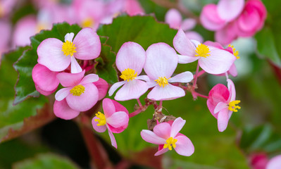 Beautiful pink flower in the garden