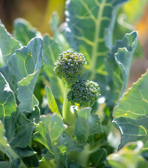 Broccoli cabbage in the garden