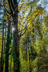 Autumn forest and the breaking rays of the sun