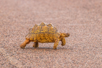 Leopard tortoise (Stigmochelys pardalis) walking, Madikwe Game Reserve, South Africa.