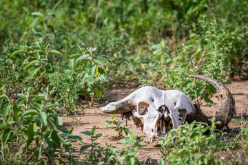 Close up of the white skull of buffalo, lying on brown dirt among patches of green grass