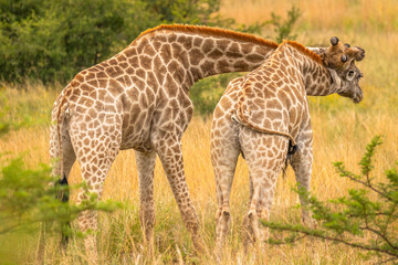 Two male giraffes fighting ( Giraffa camelopardalis), Pilanesberg National Park, South Africa. 