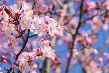 Cherry blossoms on blurred blooming sakura and sky background