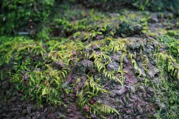 Green moss on a stone 